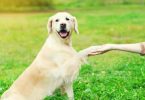 Curso online de adestramento de cães